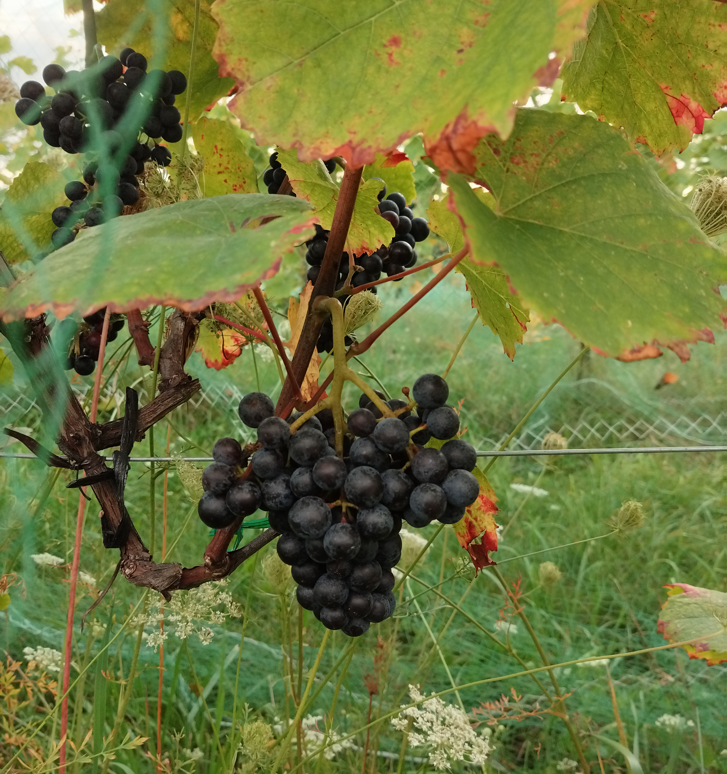 Zweigelt grapes hanging from a vine.